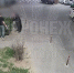 «Сиреневые воры» пристрастились к кусту в воронежском дворе - Bloknot-Voronezh.Ru