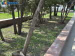 Последствия чиновничьего субботника показали на фото в Воронеже