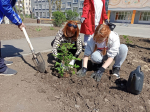 Накануне Дня Победы в Северодонецке высадили воронежские розы