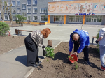 Накануне Дня Победы в Северодонецке высадили воронежские розы