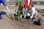 Накануне Дня Победы в Северодонецке высадили воронежские розы