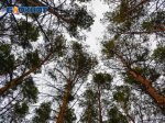 Пропавшую 15-летнюю школьницу Софью Халдееву нашли живой в Воронеже
