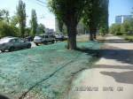 «Землю покрасили зелёной краской?» Благоустройство газонов удивило воронежцев