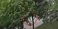 Электросамокатчик сбил 4-летнюю девочку на улице Шишкова в Воронеже - ГТРК Воронеж