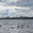 Массовое купание устроили воронежцы в парке - Bloknot-Voronezh.Ru
