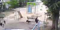 Воронежцы сообщили о напавших на подростка собаках: видео - РИА Воронеж