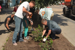 Воронежский депутат помог высадить 50 кустов гортензии на улице Пушкинской