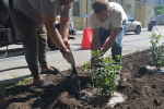 Воронежский депутат помог высадить 50 кустов гортензии на улице Пушкинской