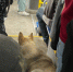 Самого милого безбилетника запечатлели на фото в воронежском автобусе - Bloknot-Voronezh.Ru