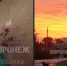 Стая собак искусала воронежанку по дороге домой - МОЁ! Online