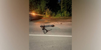 Под Воронежем рейсовый автобус насмерть сбил самокатчика - РИА Воронеж