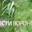 Появилось видео с места ЧП с выпавшей с 6 этажа девочкой в Воронеже - ГТРК Воронеж