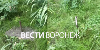 Появилось видео с места ЧП с выпавшей с 6 этажа девочкой в Воронеже - ГТРК Воронеж