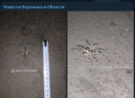 Южнорусского тарантула обнаружили жители Воронежской области
