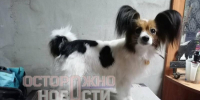 Проводник «проворонил» Шуру на станции в Воронежской области: ведутся поиски - Bloknot-Voronezh.Ru