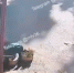 Странный «дачник» разнёс клумбу у подъезда в Воронеже - Bloknot-Voronezh.Ru