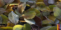 В Воронежской области ожидаются заморозки до -2 градусов - РИА Воронеж