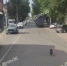 В Воронеже водитель автобуса спас собачку от смерти под колесами - РИА Воронеж