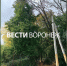 Директор воронежской школы среагировал на возмущение родителей опасными деревьями - ГТРК Воронеж