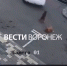 В Воронеже полицейские возбудили уголовное дело после смерти собаки под колёсами авто - ГТРК Воронеж