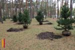 Врио губернатора Воронежской области Сергей Трухачев принял участие в общеобластном субботнике