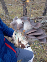 Гигантские мега-вешенки нашли в воронежском лесу