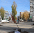 В мэрии Воронежа рассказали о продолжении работ по озеленению города - ВестиПК в Воронеже