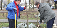 Мэр Сергей Петрин принял участие в высадке деревьев в микрорайоне ВАИ в Воронеже - Обозреватель.Врн