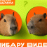 Воронежцев приглашают в Сити-парк «Град» на грандиозное новоселье капибар - Bloknot-Voronezh.Ru