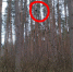 Спасение кота попало на видео в Воронеже - Bloknot-Voronezh.Ru