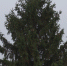 Власти воронежского райцентра сэкономят на установке новогодней ёлки - ГТРК Воронеж