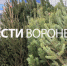 В Воронеже официально открылись ёлочные базары - ГТРК Воронеж