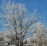Воронежцев ожидают морозные и солнечные выходные - РИА Воронеж