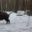 Кабанов, косуль, оленя, лису и волка сняли в Воронежском заповеднике фотоловушки - ВестиПК в Воронеже
