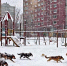 Стая бродячих собак бегает у детской площадки в Воронеже - Обозреватель.Врн
