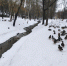 Число уток, зимующих в Центральном парке Воронежа, достигло полутысячи - TV-Gubernia.Ru