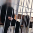 Банду похитителей людей накрыли в Россоши Воронежской области - Обозреватель.Врн