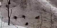 В Воронеже на улице Артамонова в гигантской луже плавают утки: видео - РИА Воронеж