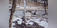 В Воронеже стая собак сбила девушку и прокусила ей ногу: видео - РИА Воронеж