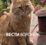 Воронежцев попросили о помощи в поисках сбежавшего после ДТП кота - ГТРК Воронеж