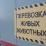 В Воронежской области усилили контроль за животными-нелегалами - ГТРК Воронеж
