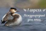 1 апреля – Международный день птиц!