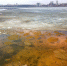 Цветение водорослей раньше срока заметили воронежцы на водохранилище - Bloknot-Voronezh.Ru