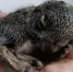 Сорока пробила голову новорождённому зайчонку в Воронеже - TV-Gubernia.Ru