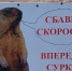 Байбаки на проезжей части: воронежских автомобилистов попросили быть внимательнее - Bloknot-Voronezh.Ru