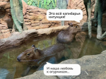 Капибары-прорицательницы из Воронежа предсказали победителя Чемпионата мира по футболу