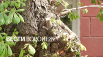 Воронежцы обвинили дорожников в уничтожении каштановой аллеи на Фридриха Энгельса
