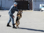 Полицейские заинтересовались мнением воронежцев о проделанной работе